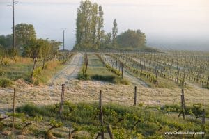 Frost in the vines 27 April 2017
