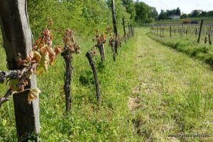 Chateau Feely Saussignac Frost damage April 2017
