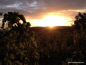 Beautiful dawn at Chateau Feely organic vineyard