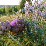 Borage and artichokes at Chateau Feely