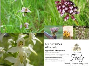 orchidees_orchids_chateau_feely