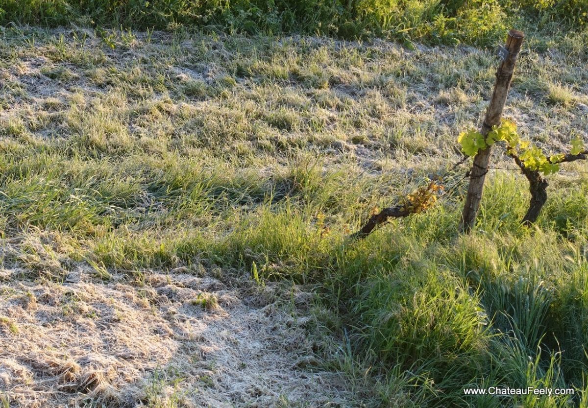 Frost hits French Vineyards Château Feely organic wine, tours