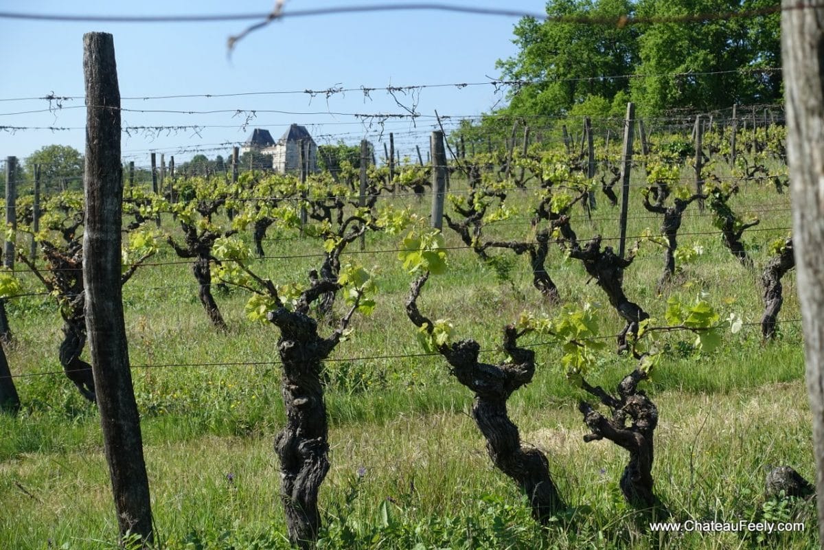 Frost hits French Vineyards Château Feely organic wine, tours