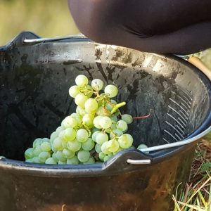 handpicked sauvignon blanc grapes