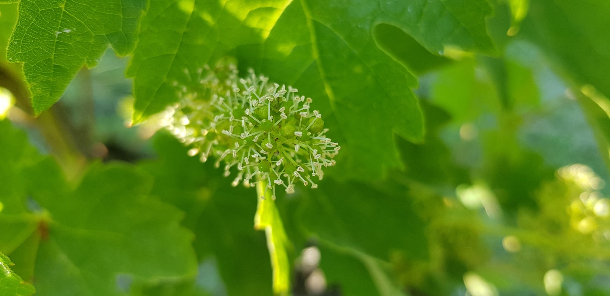 Floraison de la vigne Château Feely organic wine, tours,