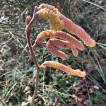 Hazl Catkin at Chateau Feely