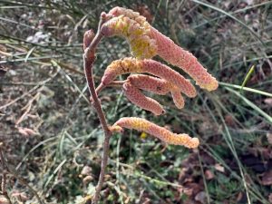 Hazl Catkin at Chateau Feely