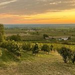 View over Vines at Chateau Feely
